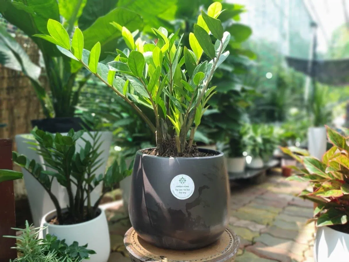 Cây kim tiền. (Ảnh: Internet)