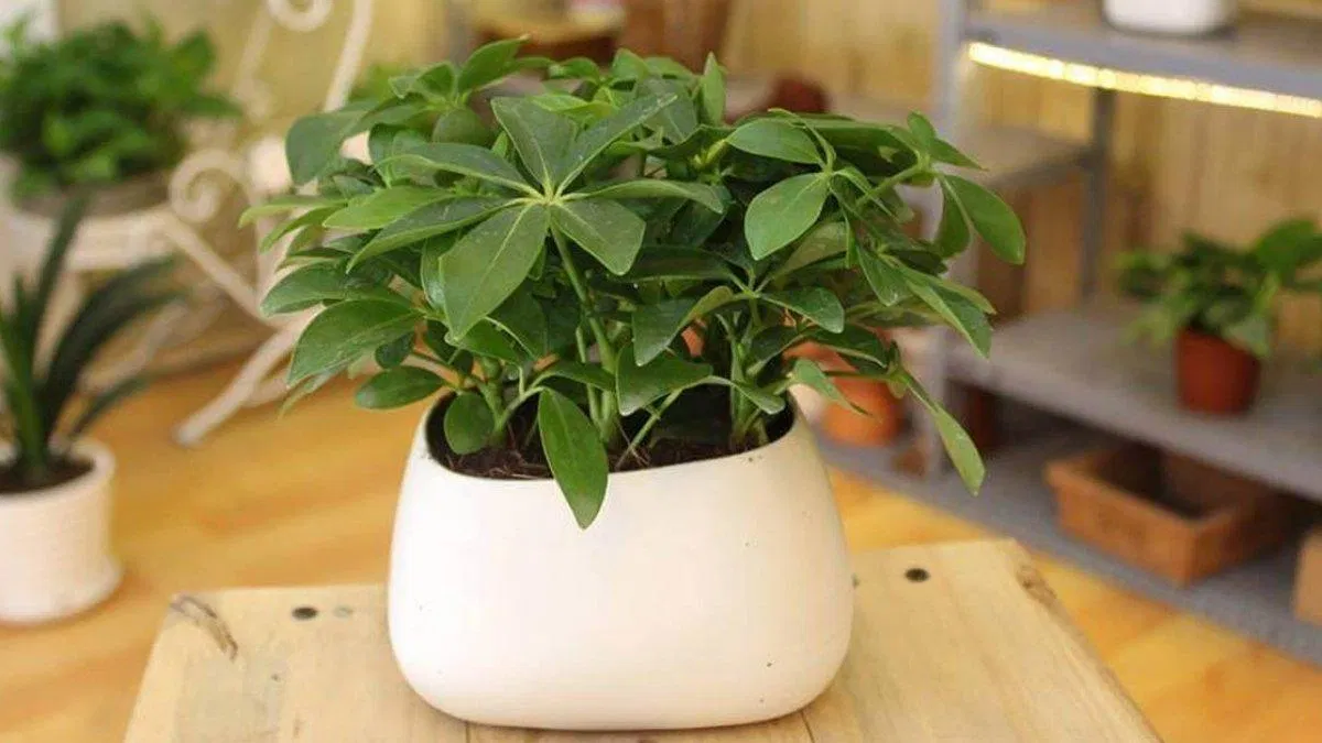 Cây ngũ gia bì. (Ảnh: Internet)