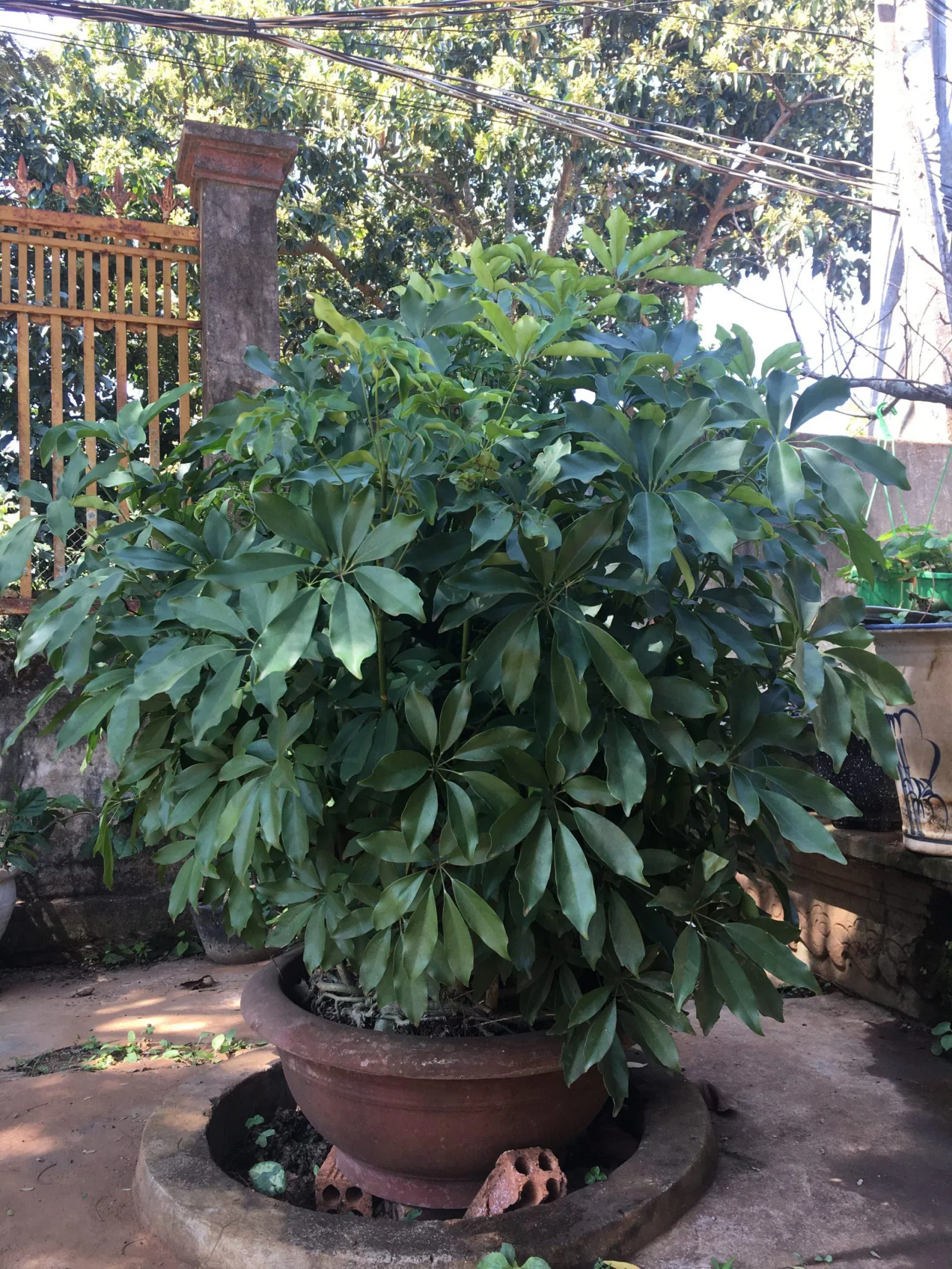 Ngũ gia bì sinh trưởng nhanh, phát triển mạnh. (ảnh: BlogAnChoi)