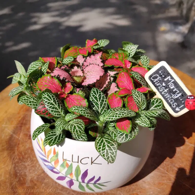 Mix cẩm nhung xanh và đỏ. (Ảnh: Internet)