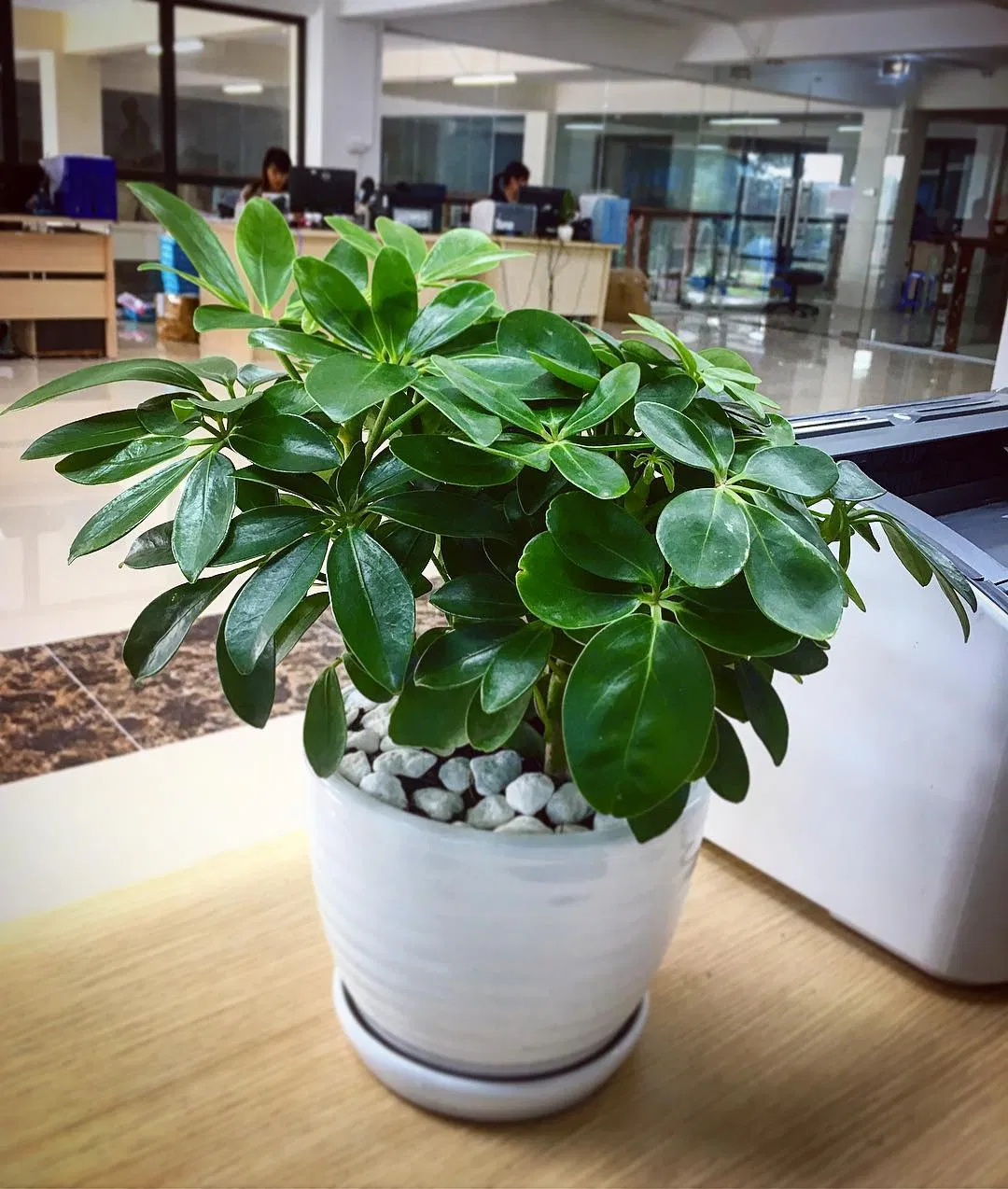 Cây ngũ gia bì. (Ảnh: Internet)