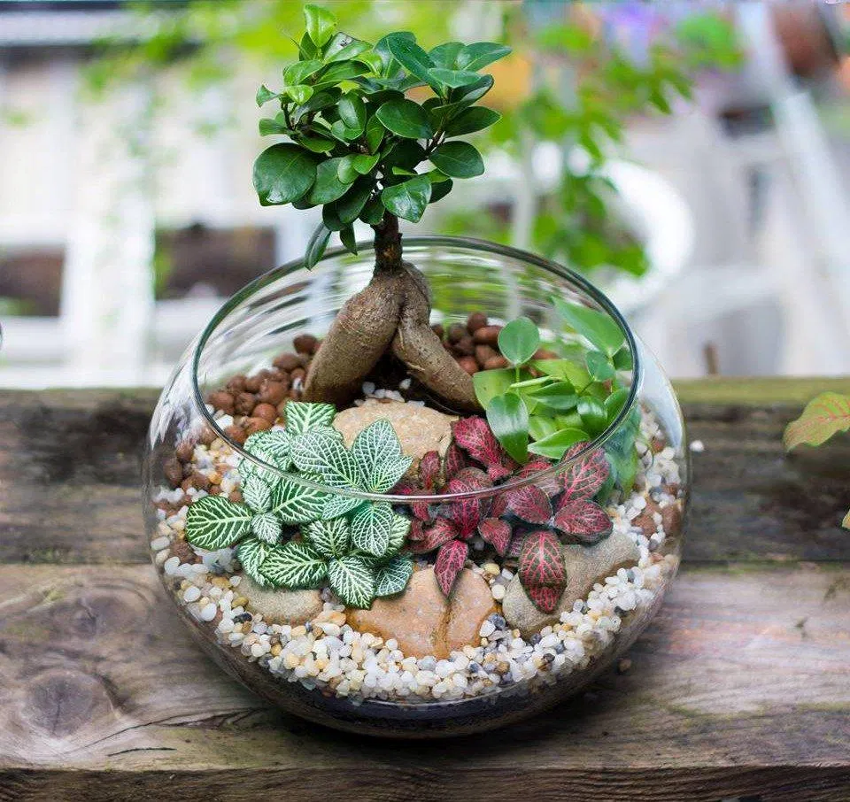 Cẩm nhung mix chậu thủy tinh cực xinh.(Ảnh: Internet)