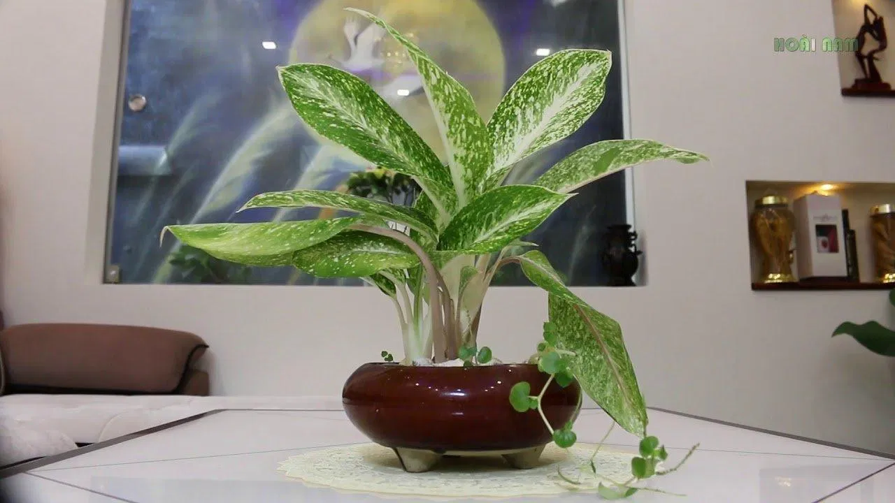 Cây bạch mã hoàng tử. (Ảnh: internet)