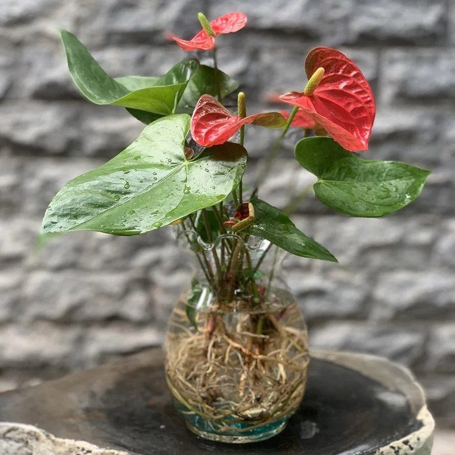 Cây hồng môn thủy sinh. (Ảnh: Internet)