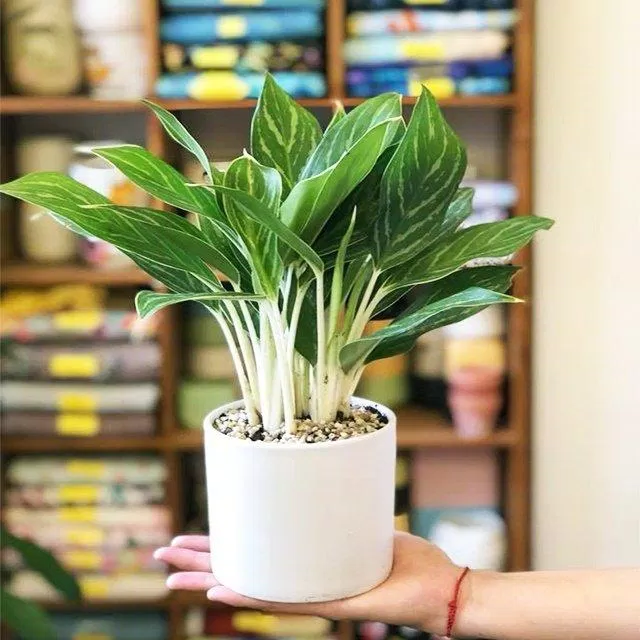 Cây bạch mã hoàng tử. (Ảnh: Internet)