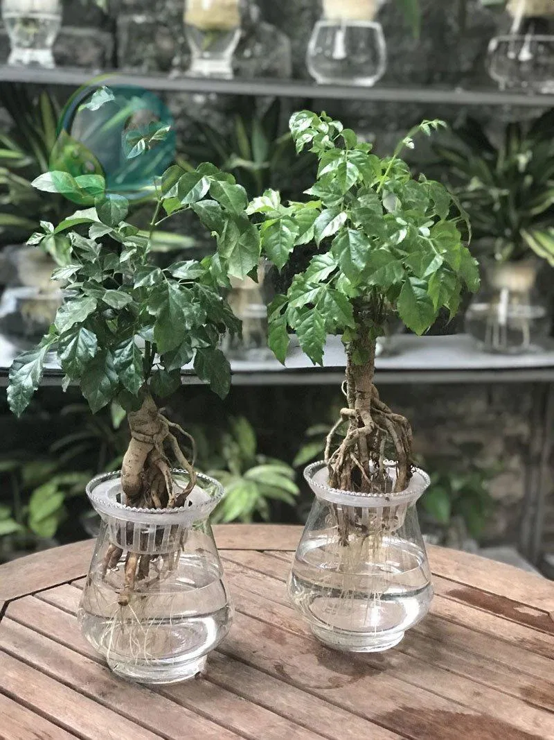 Cây hạnh phúc thủy sinh. (Ảnh: Internet)