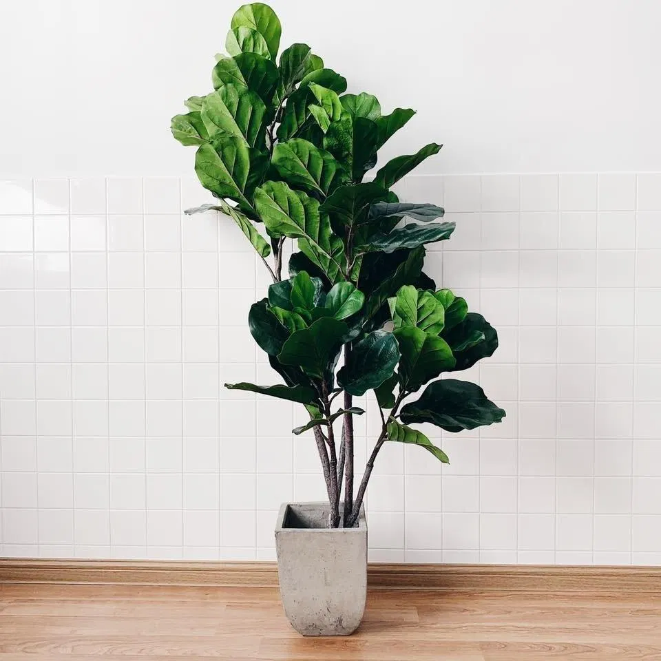 Cây bàng Singapore. (Ảnh: Internet)