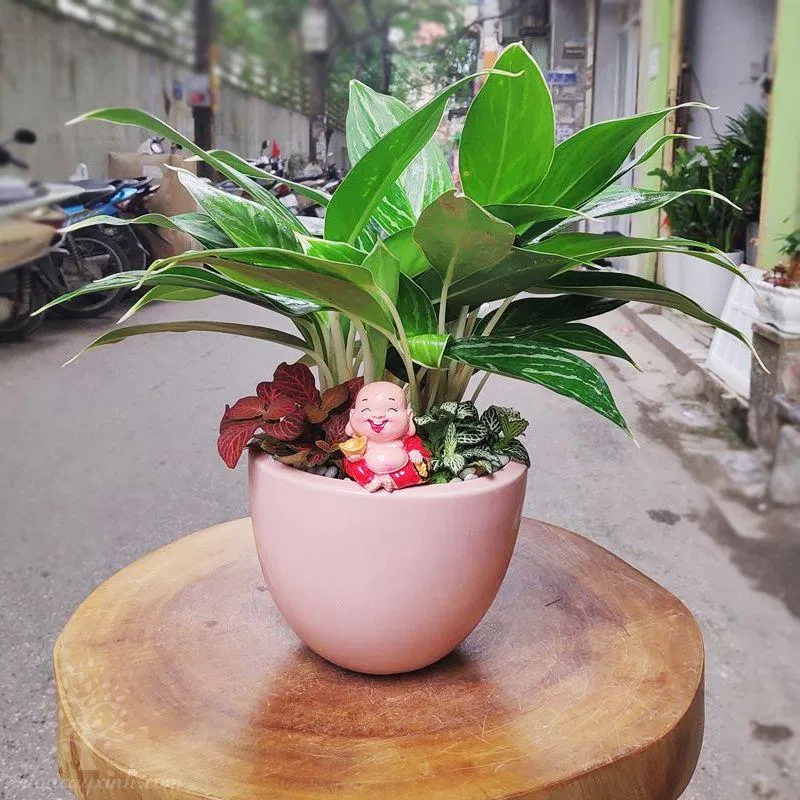 Cây bạch mã hoàng tử mix cẩm nhung. (Ảnh: Internet)