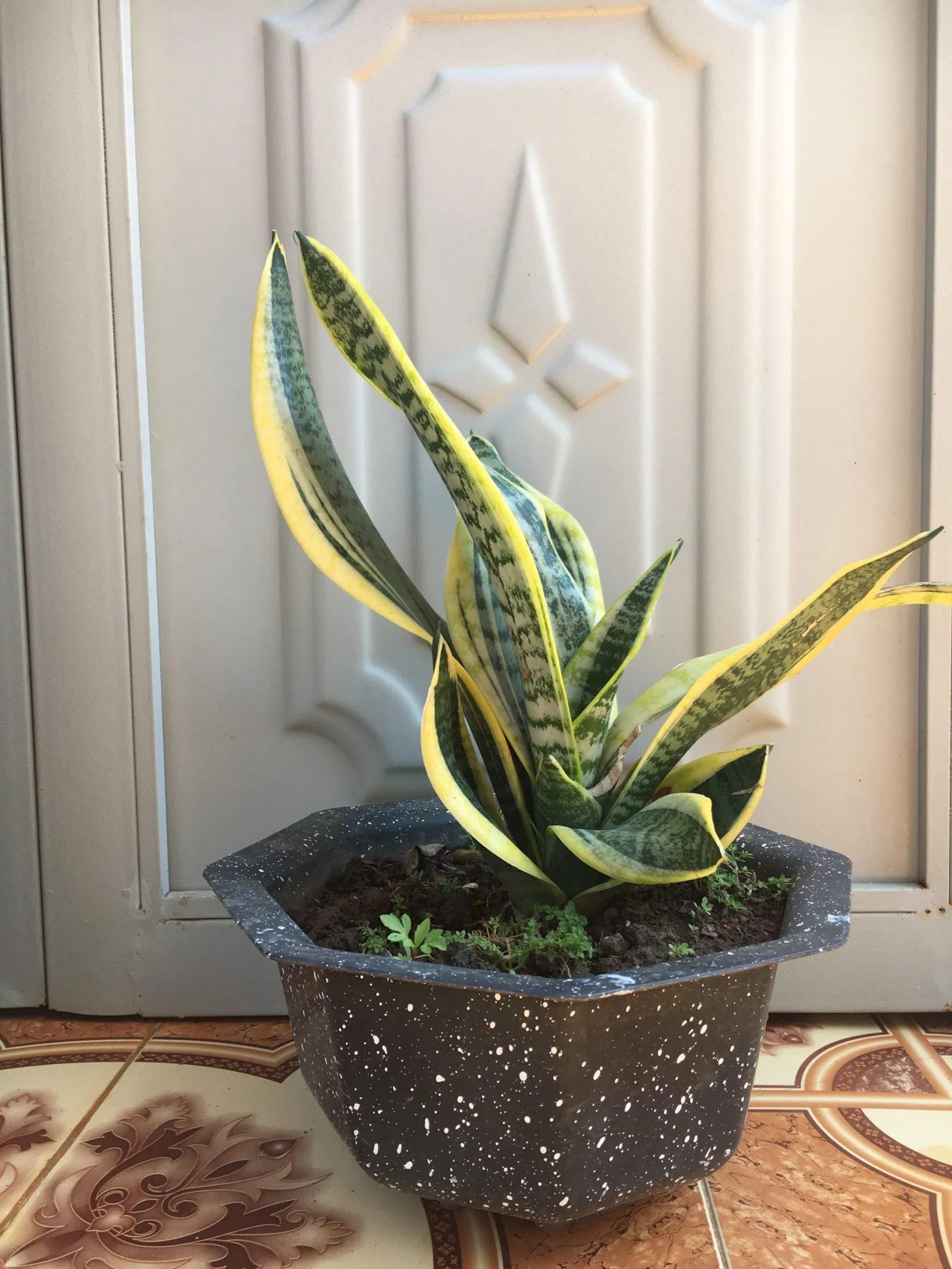 Cây lưỡi hổ rất dễ chăm sóc. (ảnh: BlogAnChoi)