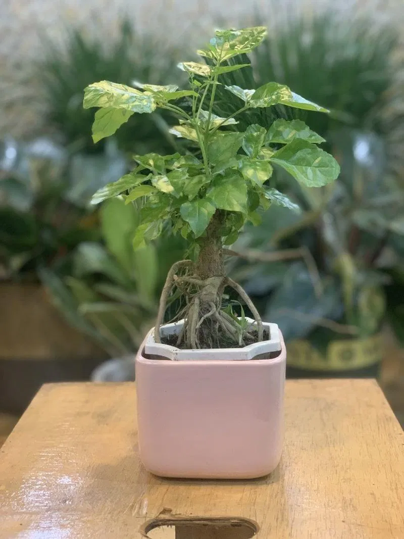 Cây hạnh phúc hợp với hầu hết các mệnh. (Ảnh: Internet)