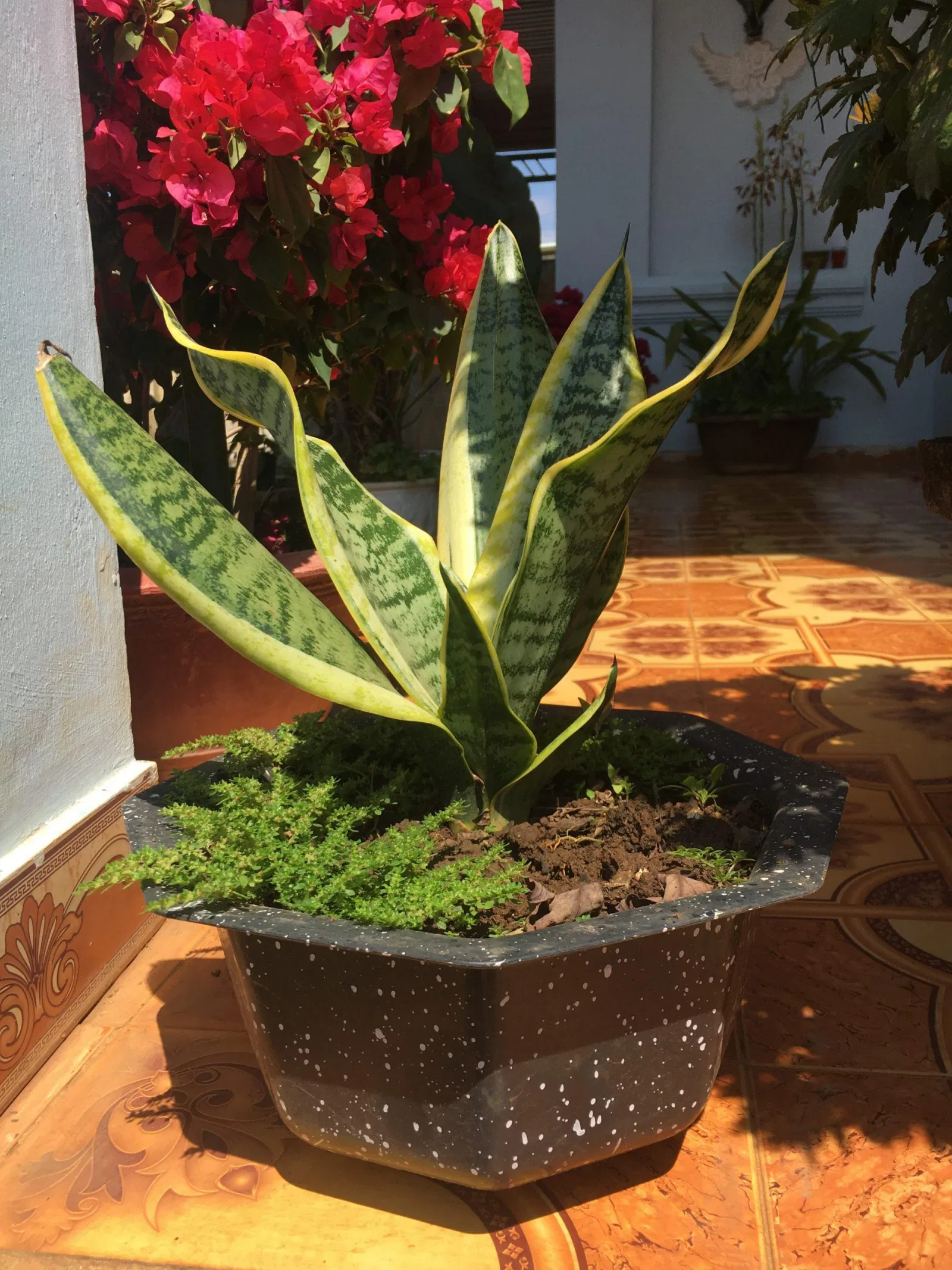 Cây lưỡi hổ. (ảnh: BlogAnChoi)