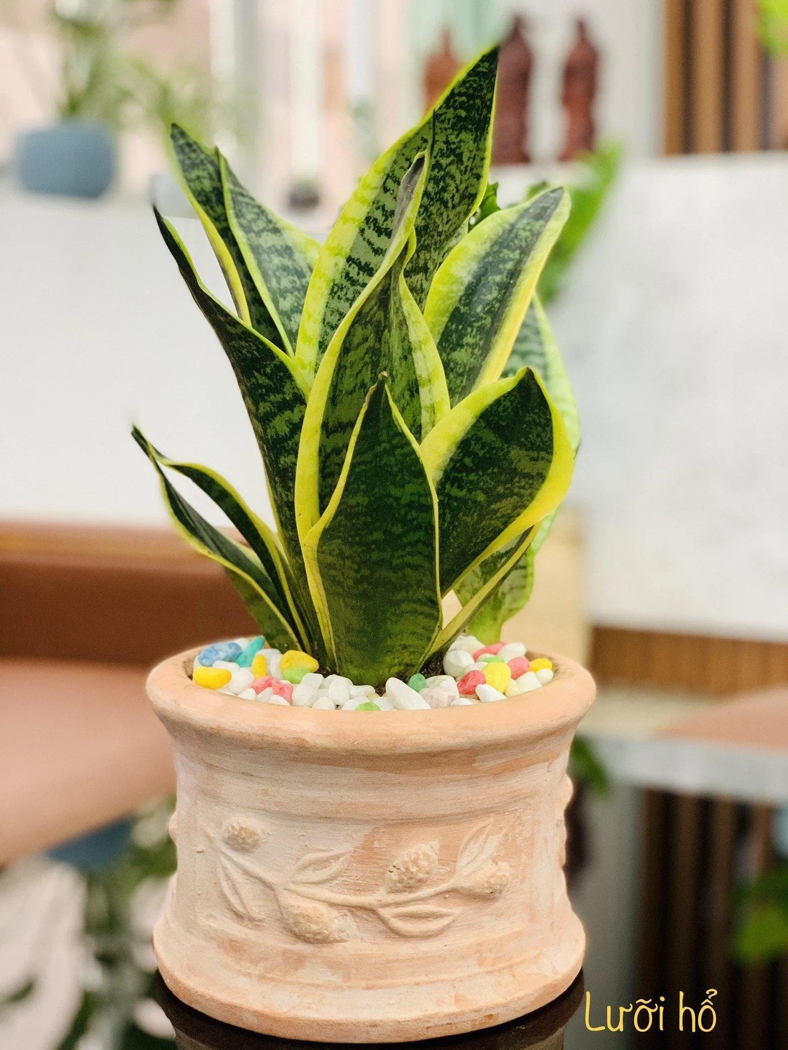 Cây lưỡi hổ thái. (Ảnh: Internet)