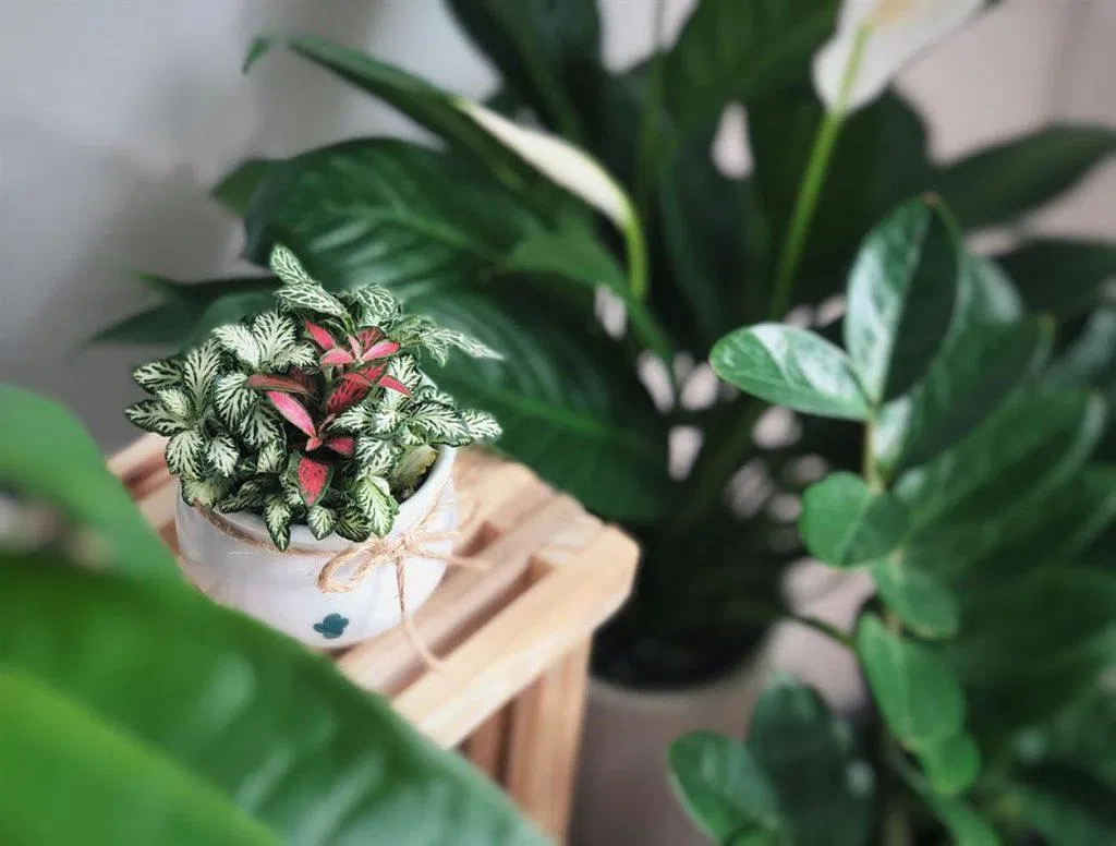 Một chậu cẩm nhung vô cùng nhỏ xinh. (Ảnh: Internet)