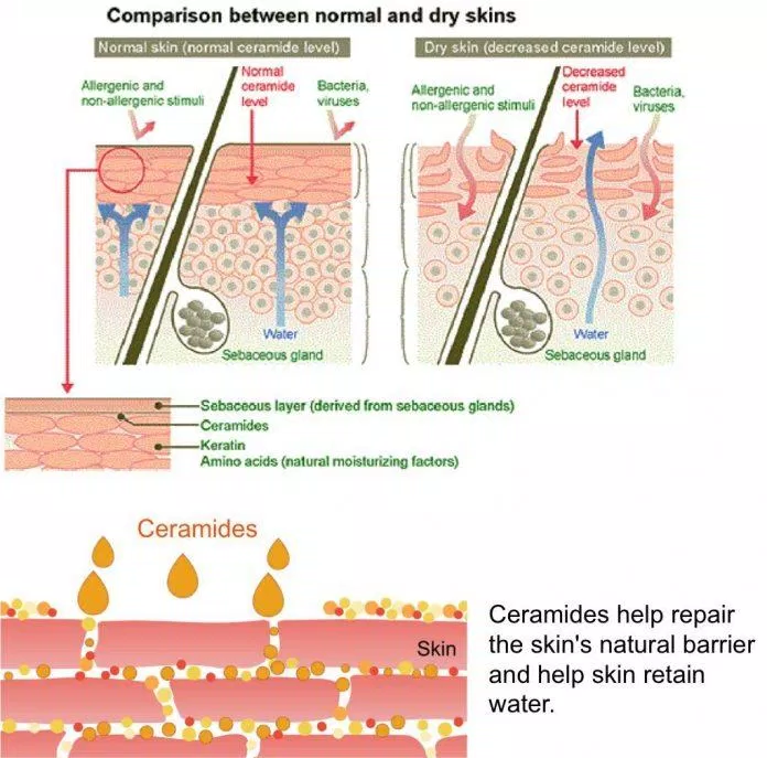 Ceramides đóng vai trò như một màng chắn bảo vệ da. (Nguồn: Internet).