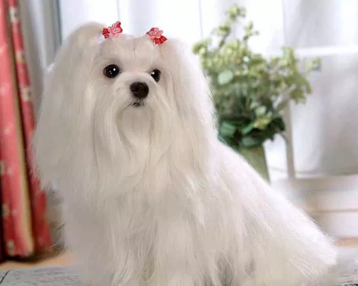 Chó Maltese nếu không tỉa lông sẽ có vẻ ngoài đài các như thế này đây (Ảnh: Internet).