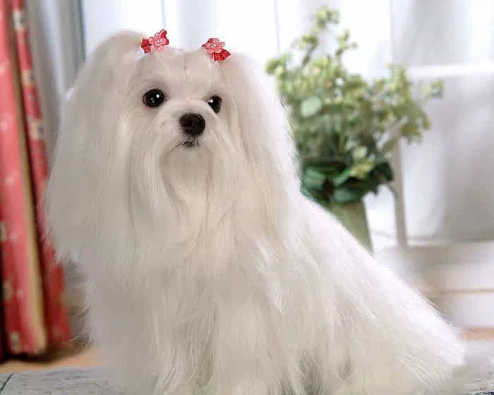 Chó Maltese nếu không tỉa lông sẽ có vẻ ngoài đài các như thế này đây (Ảnh: Internet). Chó Maltese nếu không tỉa lông sẽ có vẻ ngoài đài các như thế này đây (Ảnh: Internet).