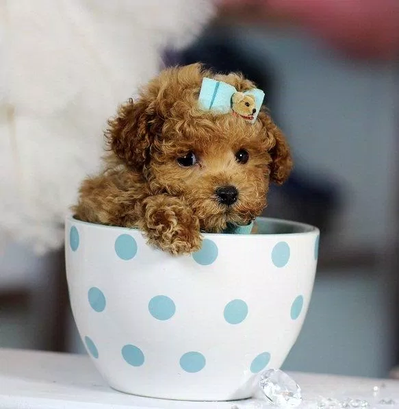 Những chú chó ngồi vừa trong tách trà như thế này là hàng hiếm được săn lùng rất nhiều (Ảnh: Internet).
