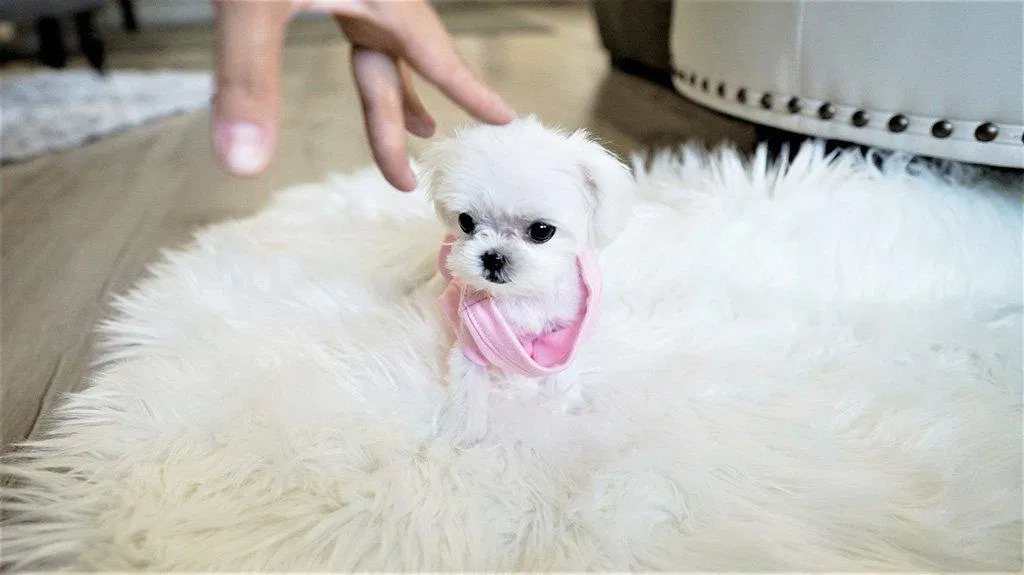 Một chú Teacup Maltese nhỏ hơn cả bàn tay người chủ (Ảnh: Internet). Một chú Teacup Maltese nhỏ hơn cả bàn tay người chủ (Ảnh: Internet).