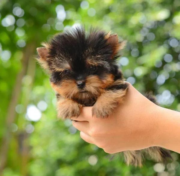 Bạn có thể mang một em Yorkie nhỏ xinh này đi đến muôn nơi cùng mình (Ảnh: Internet). Bạn có thể mang một em Yorkie nhỏ xinh này đi đến muôn nơi cùng mình (Ảnh: Internet).