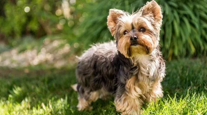 Chó Yorkie rất thích được chạy chơi ngoài không gian thoáng rộng như thế này (Ảnh: Internet). Chó Yorkie rất thích được chạy chơi ngoài không gian thoáng rộng như thế này (Ảnh: Internet).