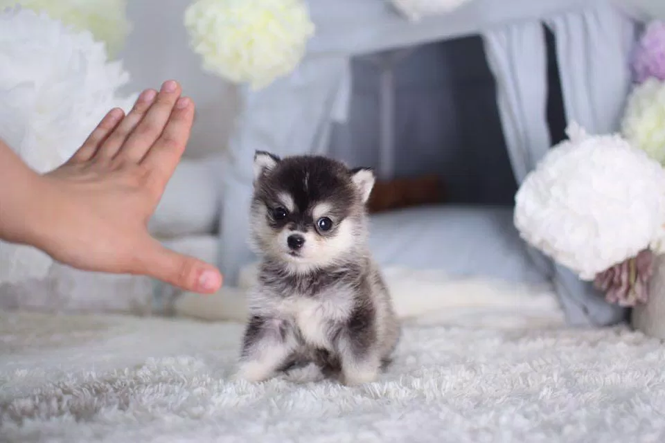 Chó Husky mà lại nhỏ đến thế này, thật không thể tin được! (Ảnh: Internet). Chó Husky mà lại nhỏ đến thế này, thật không thể tin được! (Ảnh: Internet).