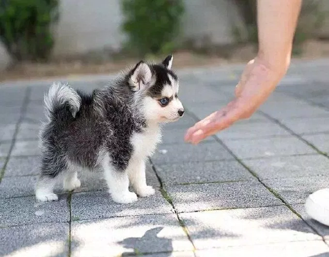 Nhìn rất quen mà lại rất lạ đúng không, cứ như ảnh ghép ấy nhỉ? (Ảnh: Internet). Nhìn rất quen mà lại rất lạ đúng không, cứ như ảnh ghép ấy nhỉ? (Ảnh: Internet).