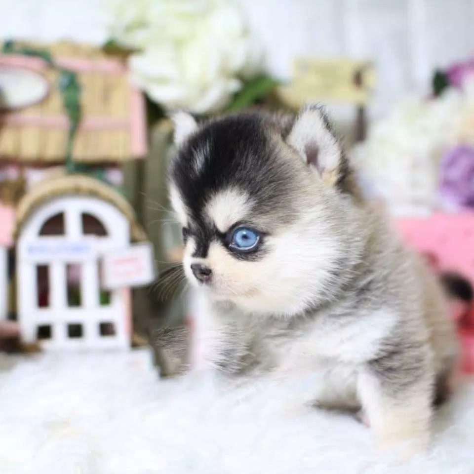 Bộ mặt "ngáo ngơ" và đôi mắt xanh biếc đặc trưng của Husky nhà ta đây rồi! (Ảnh: Internet). Bộ mặt "ngáo ngơ" và đôi mắt xanh biếc đặc trưng của Husky nhà ta đây rồi! (Ảnh: Internet).