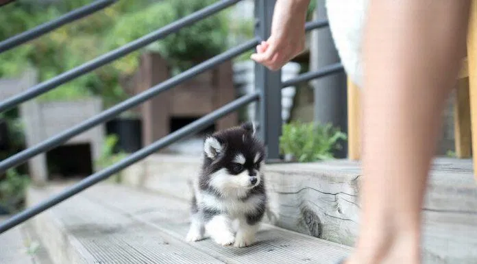 Đi dạo ngoài đường với một em Pomsky này chắc sẽ được nhiều người để ý lắm! (Ảnh: Internet). Đi dạo ngoài đường với một em Pomsky này chắc sẽ được nhiều người để ý lắm! (Ảnh: Internet).