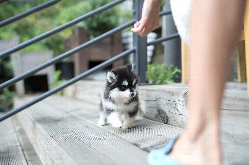 Đi dạo ngoài đường với một em Pomsky này chắc sẽ được nhiều người để ý lắm! (Ảnh: Internet). Đi dạo ngoài đường với một em Pomsky này chắc sẽ được nhiều người để ý lắm! (Ảnh: Internet).