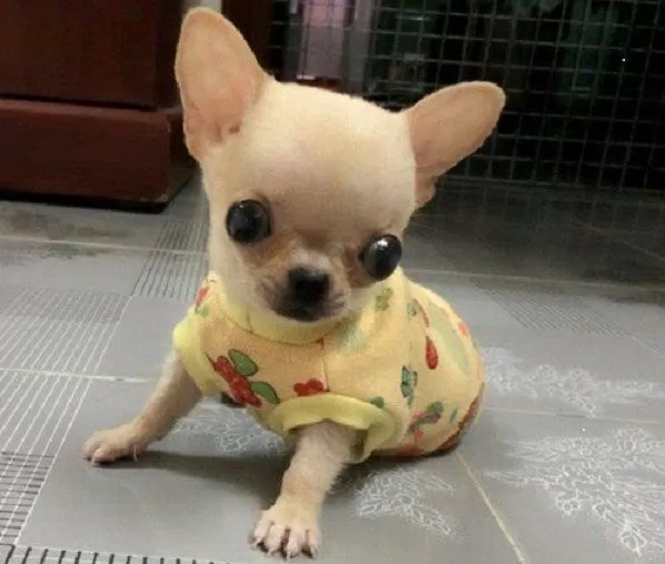 Chiếc áo nhỏ xinh làm chú chó thêm phần ngộ nghĩnh (Ảnh: Internet).