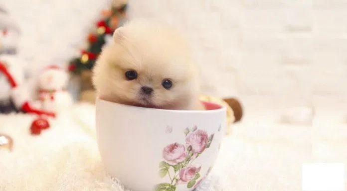 Chó Teacup nhìn đáng yêu quá đi chứ! (Ảnh: Internet).