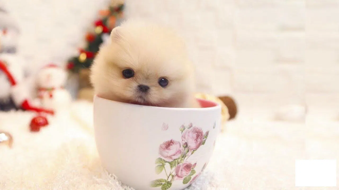 Chó Teacup nhìn đáng yêu quá đi chứ! (Ảnh: Internet). Chó Teacup nhìn đáng yêu quá đi chứ! (Ảnh: Internet).