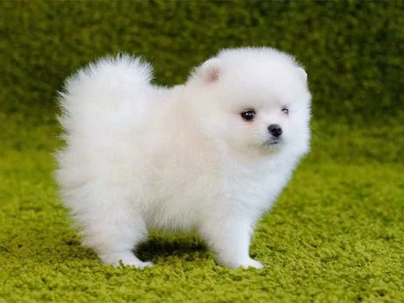 Chó Pom bình thường cũng có kích thước nhỏ nhắn đáng yêu như thế này đây (Ảnh: Internet). Chó Pom bình thường cũng có kích thước nhỏ nhắn đáng yêu như thế này đây (Ảnh: Internet).
