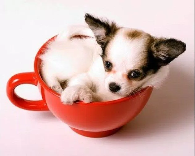 Chihuahua là giống chó khá phổ biến nhưng nhỏ đến thế này thì không phải là nhiều (Ảnh: Internet). Chihuahua là giống chó khá phổ biến nhưng nhỏ đến thế này thì không phải là nhiều (Ảnh: Internet).