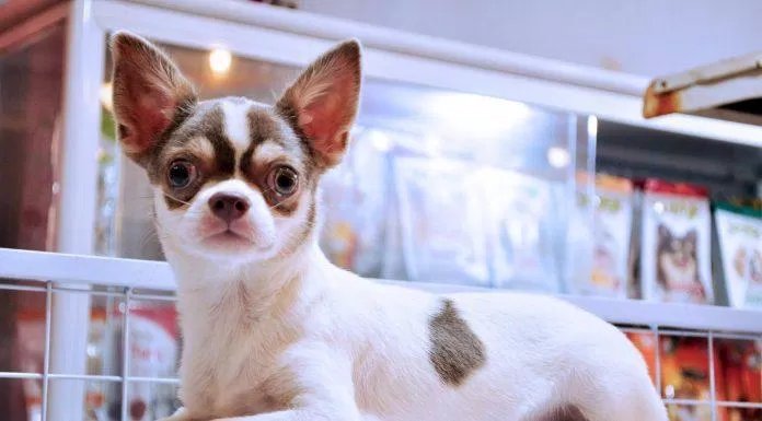 Cặp mắt to tròn là điểm nhấn của Chihuahua khiến các em này được nhiều người yêu mến (Ảnh: Internet).