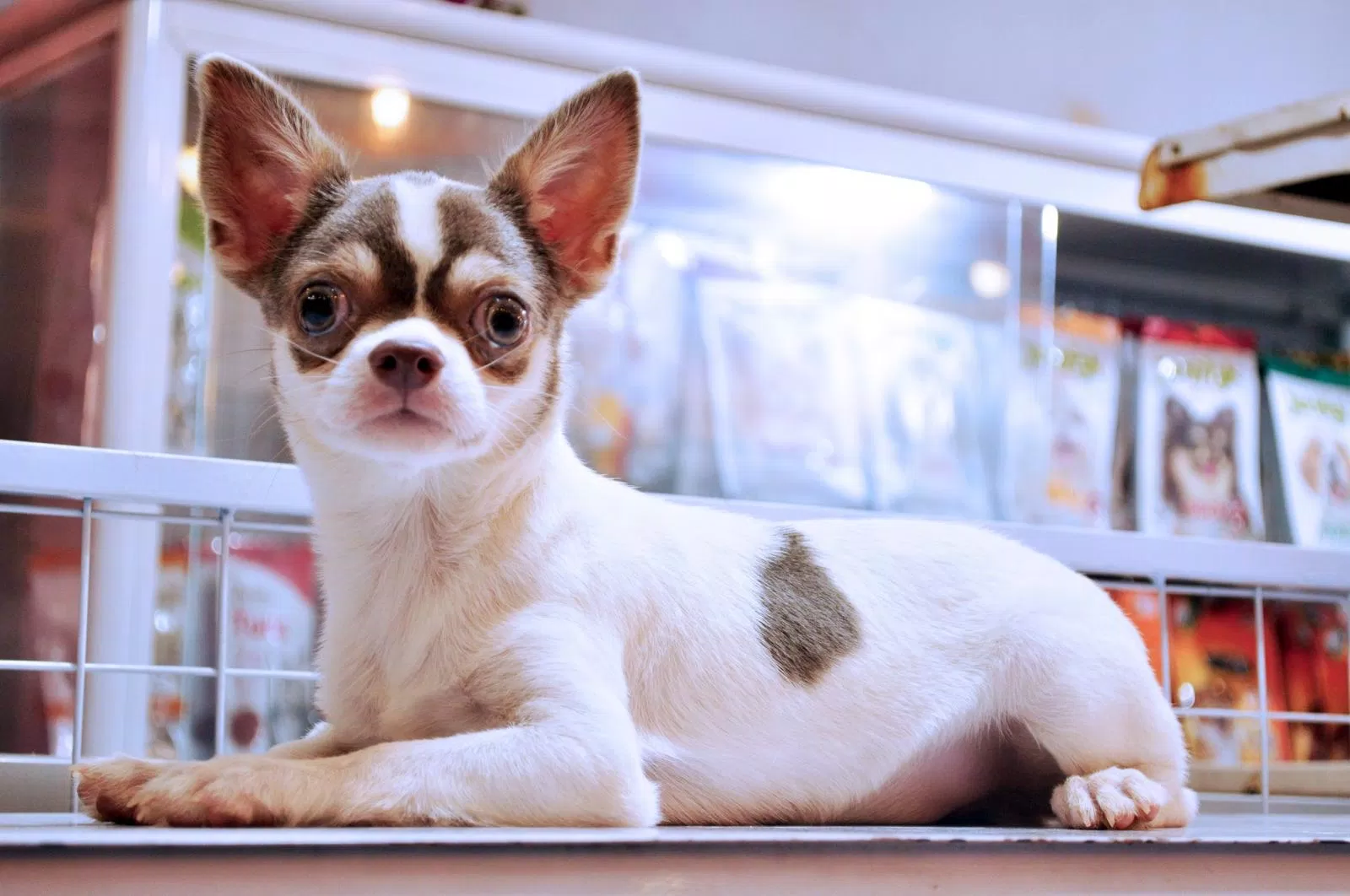 Cặp mắt to tròn là điểm nhấn của Chihuahua khiến các em này được nhiều người yêu mến (Ảnh: Internet). Cặp mắt to tròn là điểm nhấn của Chihuahua khiến các em này được nhiều người yêu mến (Ảnh: Internet).