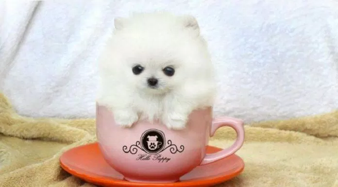 Teacup, hay "chó tách trà", là trào lưu mới của những người yêu cún hiện nay (Ảnh: Internet).