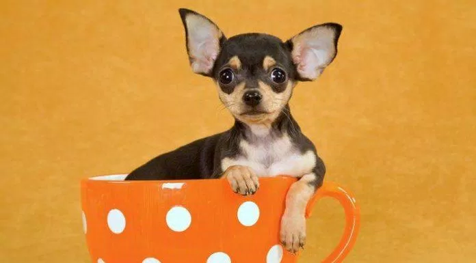 Nhìn chú chó ngồi trong tách trà rất thú vị đúng không mọi người! (Ảnh: Internet).