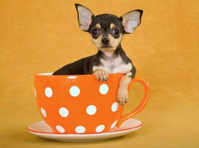 Nhìn chú chó ngồi trong tách trà rất thú vị đúng không mọi người! (Ảnh: Internet).