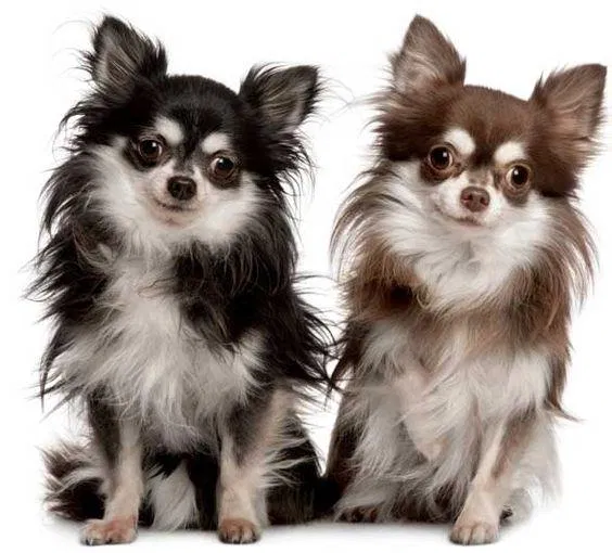 Chihuahua có cả phiên bản lông dài đẹp mỹ miều như thế này đây (Ảnh: Internet). Chihuahua có cả phiên bản lông dài đẹp mỹ miều như thế này đây (Ảnh: Internet).