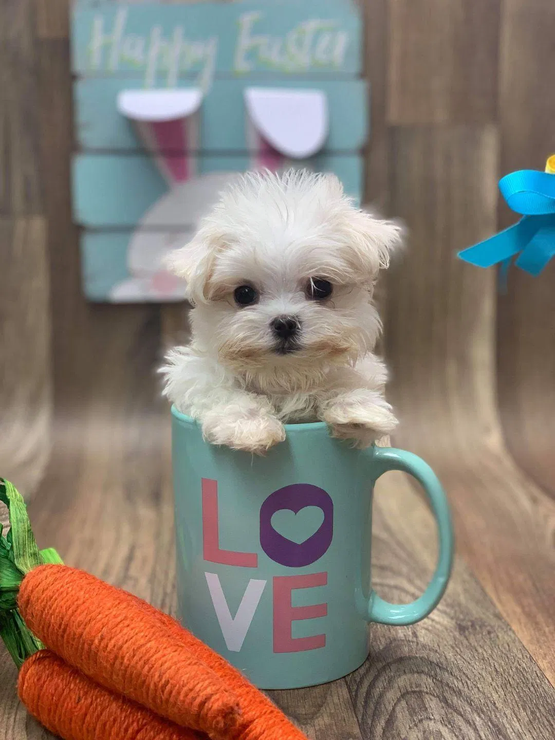 Nhìn khá giống Poodle nhưng Maltese khi lớn có lông thẳng hơn chứ không xoăn (Ảnh: Internet). Nhìn khá giống Poodle nhưng Maltese khi lớn có lông thẳng hơn chứ không xoăn (Ảnh: Internet).