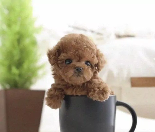 Bộ lông xoăn màu đỏ nâu này có quen thuộc với những tâm hồn yêu chó không nhỉ? (Ảnh: Internet). Bộ lông xoăn màu đỏ nâu này có quen thuộc với những tâm hồn yêu chó không nhỉ? (Ảnh: Internet).