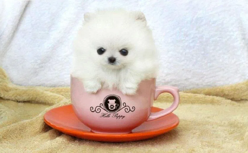 Teacup, hay "chó tách trà", là trào lưu mới của những người yêu cún hiện nay (Ảnh: Internet). Teacup, hay "chó tách trà", là trào lưu mới của những người yêu cún hiện nay (Ảnh: Internet).
