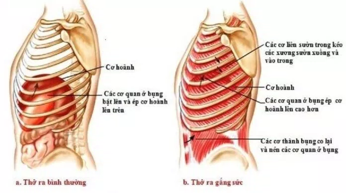Cơ hoành luôn là "nhân vật chính" trong mỗi hơi thở, kể cả hít vào lẫn thở ra (Ảnh: Internet). Cơ hoành luôn là "nhân vật chính" trong mỗi hơi thở, kể cả hít vào lẫn thở ra (Ảnh: Internet).