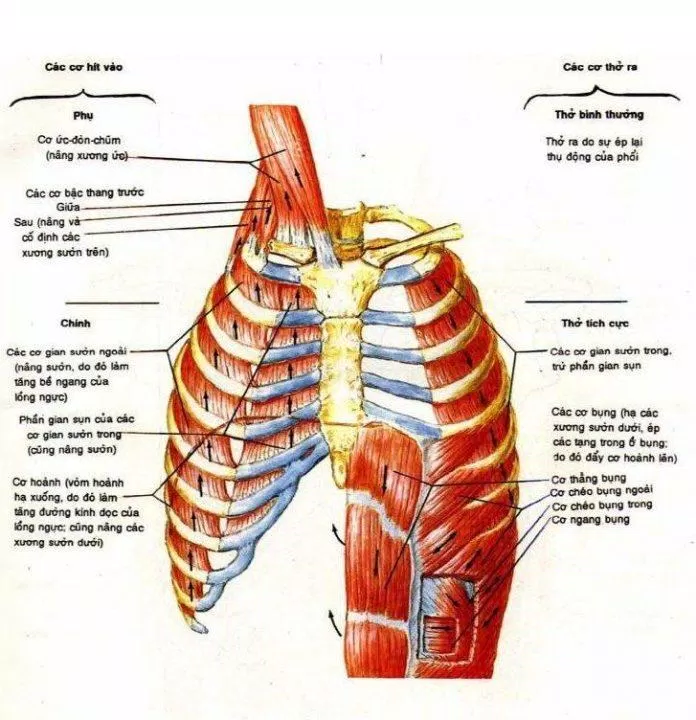 Hoạt động hít thở được nhiều cơ thực hiện, trong đó có các cơ chính và các cơ phụ (Ảnh: Internet). Hoạt động hít thở được nhiều cơ thực hiện, trong đó có các cơ chính và các cơ phụ (Ảnh: Internet).