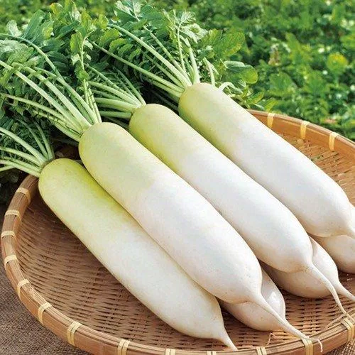 Củ cải trắng rất giàu dưỡng chất nhưng nếu hâm lại sẽ nguy hiểm cho sức khỏe của bạn (Ảnh: Internet). Củ cải trắng rất giàu dưỡng chất nhưng nếu hâm lại sẽ nguy hiểm cho sức khỏe của bạn (Ảnh: Internet).