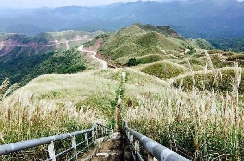 Đường đi được gia cố vững chắc xuyên qua những ngọn cỏ lau (Ảnh: Internet). Đường đi được gia cố vững chắc xuyên qua những ngọn cỏ lau (Ảnh: Internet).