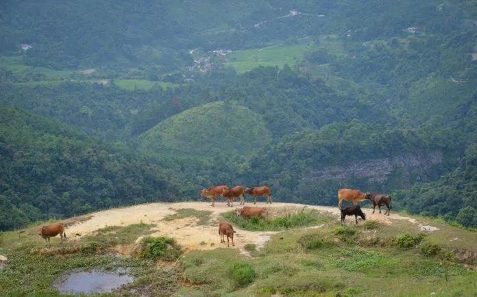 Đàn bò thong dong gặm cỏ trên đỉnh núi hoang sơ (Ảnh: Internet).