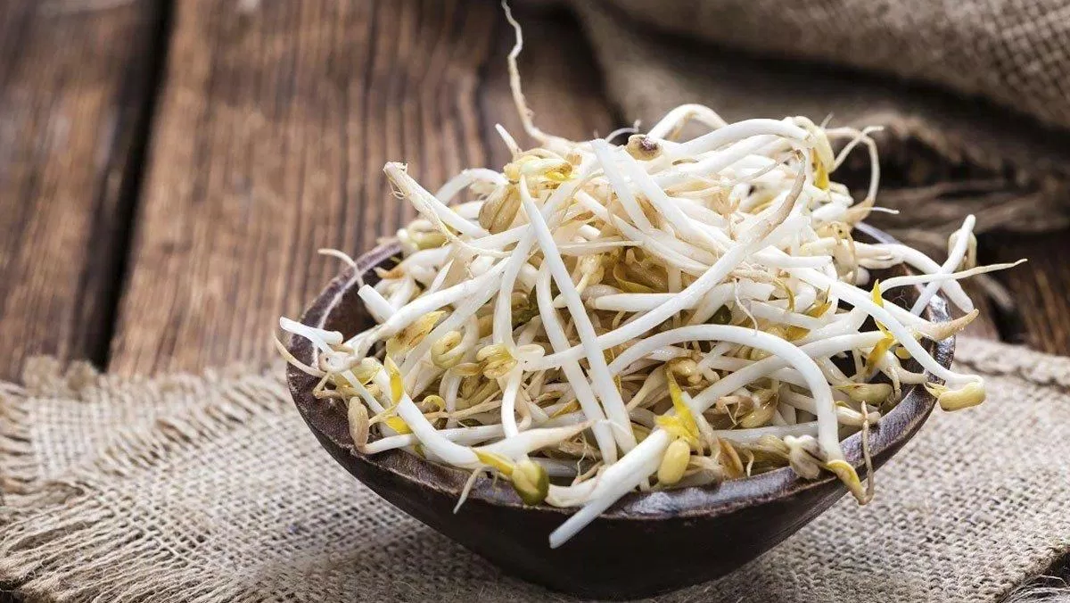 Giá đỗ thường chứa nhiều hóa chất độc hại. (Nguồn: Internet) Giá đỗ thường chứa nhiều hóa chất độc hại. (Nguồn: Internet)