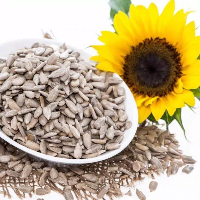 Ăn hạt hướng dương sạch với liều lượng vừa phải sẽ có lợi cho cơ thể của bạn (Nguồn: Internet). Ăn hạt hướng dương sạch với liều lượng vừa phải sẽ có lợi cho cơ thể của bạn (Nguồn: Internet).